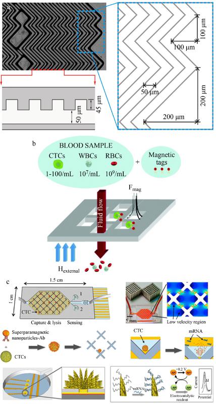 CTCs亲和分选装置(a)鱼骨结构微漩涡发生器、(b)抗体标记的磁性粒子捕获CTCs及(c)速度谷分选芯片、电化学裂解电极、纳米结构传感器的示意图