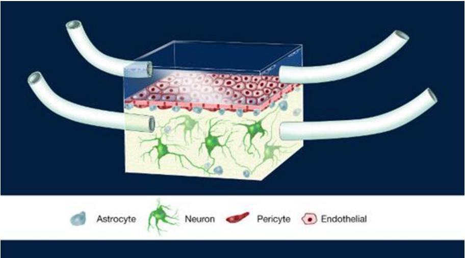 神经血管单元（Illustration of the NeuroVascular Unit, NVU）芯片图例，这是一款人类血脑屏障模型。多孔膜分离了大脑建模腔室和代表周围血管系统的腔室