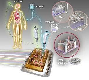人体芯片的艺术表现接近于体外生物学，生物工程设备培养了许多能够代表每个器官最小功能单元的3D组织培养