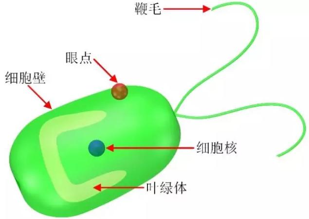 藻类细胞机器人示意图 藻类细胞机器人示意图
