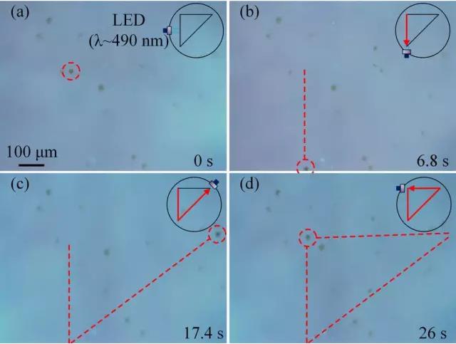 藻类细胞机器人沿着三角形轨迹运动 藻类细胞机器人沿着三角形轨迹运动