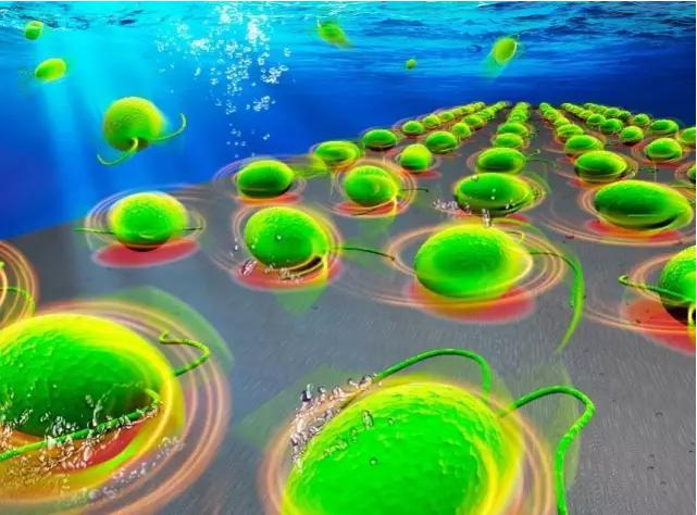 Lab on a Chip封面刊载中科院沈阳自动化所藻类细胞机器人的科研成果 Lab on a Chip封面刊载中科院沈阳自动化所藻类细胞机器人的科研成果