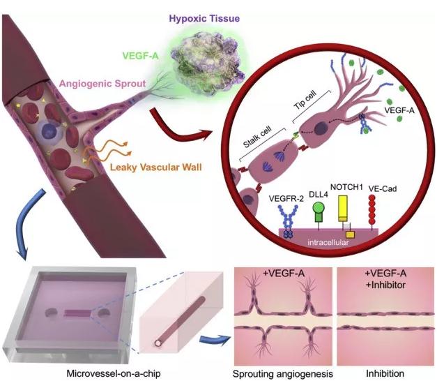 本研究中芯片上VEGF诱导的血管新生的概念图。图片来源：EBioMedicine
