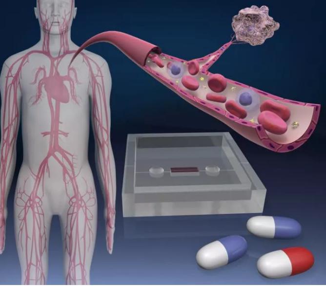 微流控器官芯片