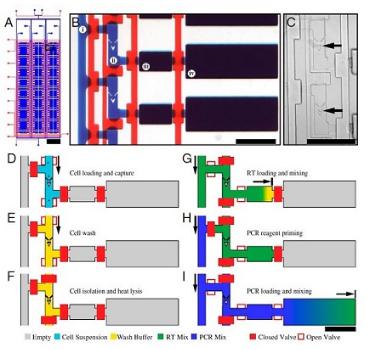单细胞RT PCR分析，来自White等，PNAS，2011