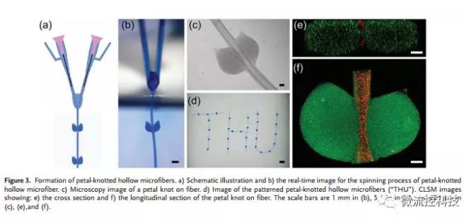 微流控免油纺丝法制备具有不同结点和可灌注通道的仿项链微纤维 微流控免油纺丝法制备具有不同结点和可灌注通道的仿项链微纤维