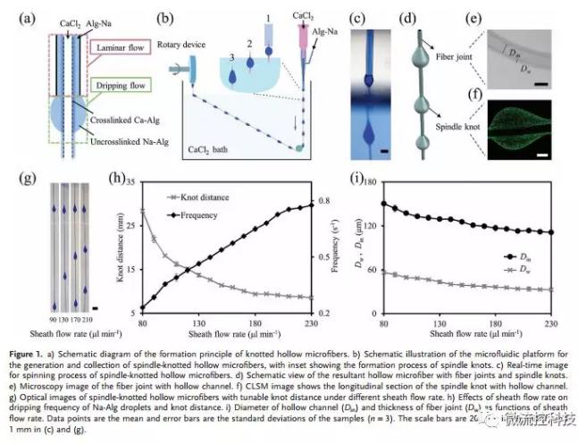微流控免油纺丝法制备具有不同结点和可灌注通道的仿项链微纤维 微流控免油纺丝法制备具有不同结点和可灌注通道的仿项链微纤维