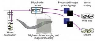 .微流控温度诱导 秀丽隐杆线虫的固定 .微流控温度诱导 秀丽隐杆线虫的固定