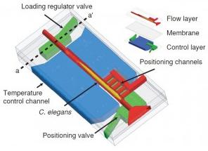 微流控芯片固定线虫 微流控芯片固定线虫