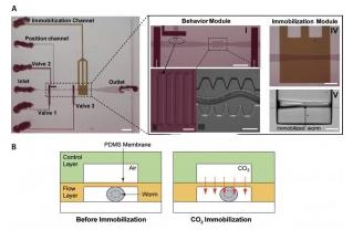 线虫 在微流控芯片上的二氧化碳固定化 线虫 在微流控芯片上的二氧化碳固定化