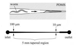 用于 线虫 诱捕的微流控阵列夹具 用于 线虫 诱捕的微流控阵列夹具