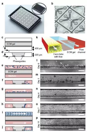 图1展示了OrganoPlate平台 图1展示了OrganoPlate平台