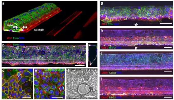 图2a展示了肠道管的共焦荧光显微照片的三维重建 图2a展示了肠道管的共焦荧光显微照片的三维重建
