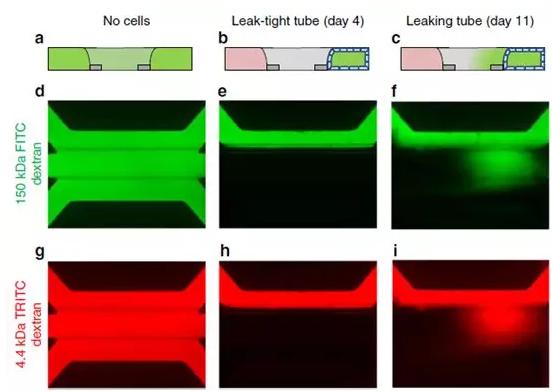 Caco-2管的屏障功能通过在管腔中灌注有荧光探针的培养基来评估 Caco-2管的屏障功能通过在管腔中灌注有荧光探针的培养基来评估