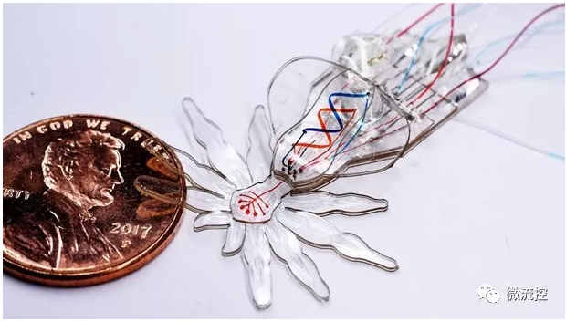哈佛团队受孔雀蜘蛛启发，研发微流体系统驱动的小型软体机器人