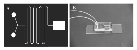 图1(A)芯片结构示意图;(B)制备的微流控芯片照片Fig．1(A)Diagramofchipstructure;(B)Photooffabricatedmicrofluidicchip的通道宽度相同。