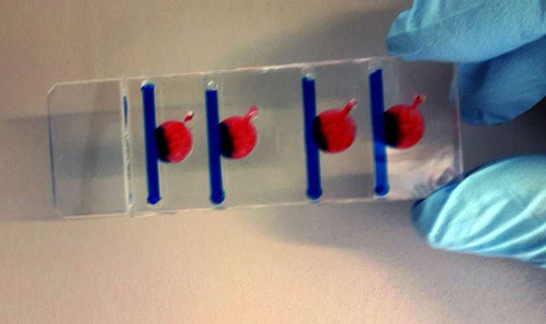 在四个腔室中的任何一个腔室中，可以产生影响细胞生长的不同条件。图片来源：维也纳科技大学