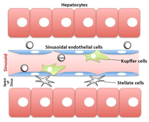图1.肝窦的方案。血液流动的正弦曲线与由肝细胞组成的薄壁组织，通过窦状内皮细胞膜和Disse空间分离。4种主要类型的细胞是内皮细胞，库普弗细胞和星状细胞（非实质细胞）和肝细胞。图来自Tsutsui等[9]。