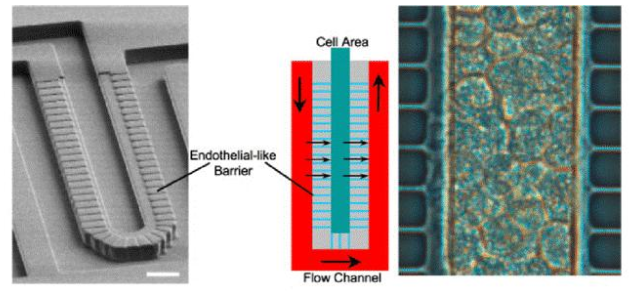 图3. Lee等人设计的人造肝窦。流动通道和细胞室宽50μm，高30μm。这两个区域分别模拟血管和肝实质，并由一个由平行微通道（2 x1μm - 宽x高）组成的屏障隔开，该微通道起肝脏内皮细胞（LSECs）的作用。屏障允许同时将肝细胞紧密包裹在细胞区域（右图），同时确保低剪切应力。（比例尺50μm）。来自Moraes等人的图。