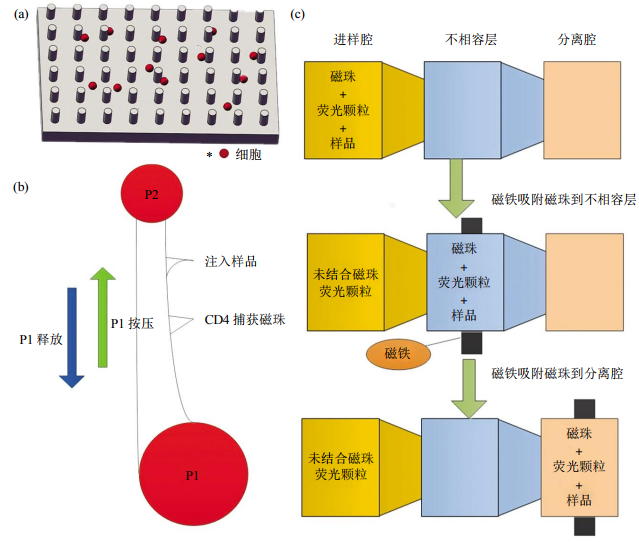 图2免疫捕获细胞分离芯片结构示意图(a)抗体特异性细胞捕获示意图。(b)磁珠细胞分离芯片示意图。(c)表面张力不相容过滤筛选芯片示意图