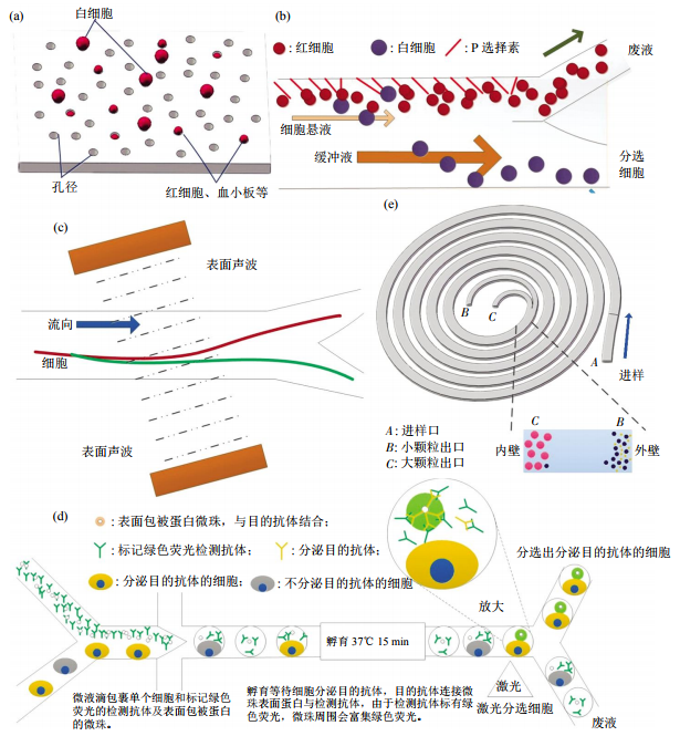 图3无标签细胞分离方法芯片结构示意图(a)小孔径拦截酯膜电镜图。(b)非对称流系统细胞分离示意图。(c)斜角表面声波技术细胞分离。(d)微液滴细胞分选。(e)多路复用螺旋微流控芯片细胞分离示意图