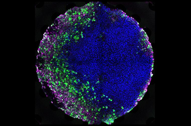 在微流控芯片上培养胚胎干细胞