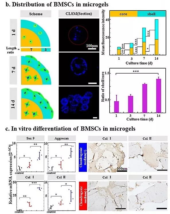 图4：包载BMSC的Gel-HA微凝胶的体外生物学表征。