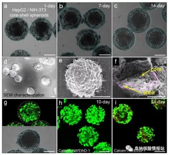 图片5.png 图4 在核-壳球体中共培养肝细胞和成纤维细胞。a-c) 肝细胞在核心和壳中的成纤维细胞分别共培养1天，7天和14天。随着时间的推移，保持其球形形态。d-e)SEM图像。f) 在核-壳结构中空间受限的细胞集合。g）在-80℃下冻两周然后在37℃下融化之后，封装在球状体中的细胞的高存活力。h）封装在球体中的细胞共培养10天显示出高细胞活力。i）培养14天的细胞的活力略有下降。