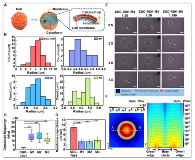 细胞极化模型与细胞分离 细胞极化模型与细胞分离
